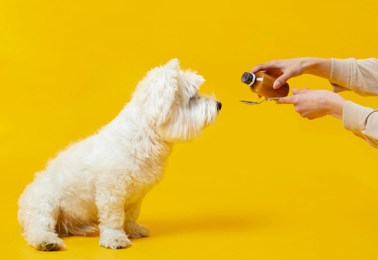 CBD Olie for Hunde: En Guide til Naturlig Lindring - dropbis